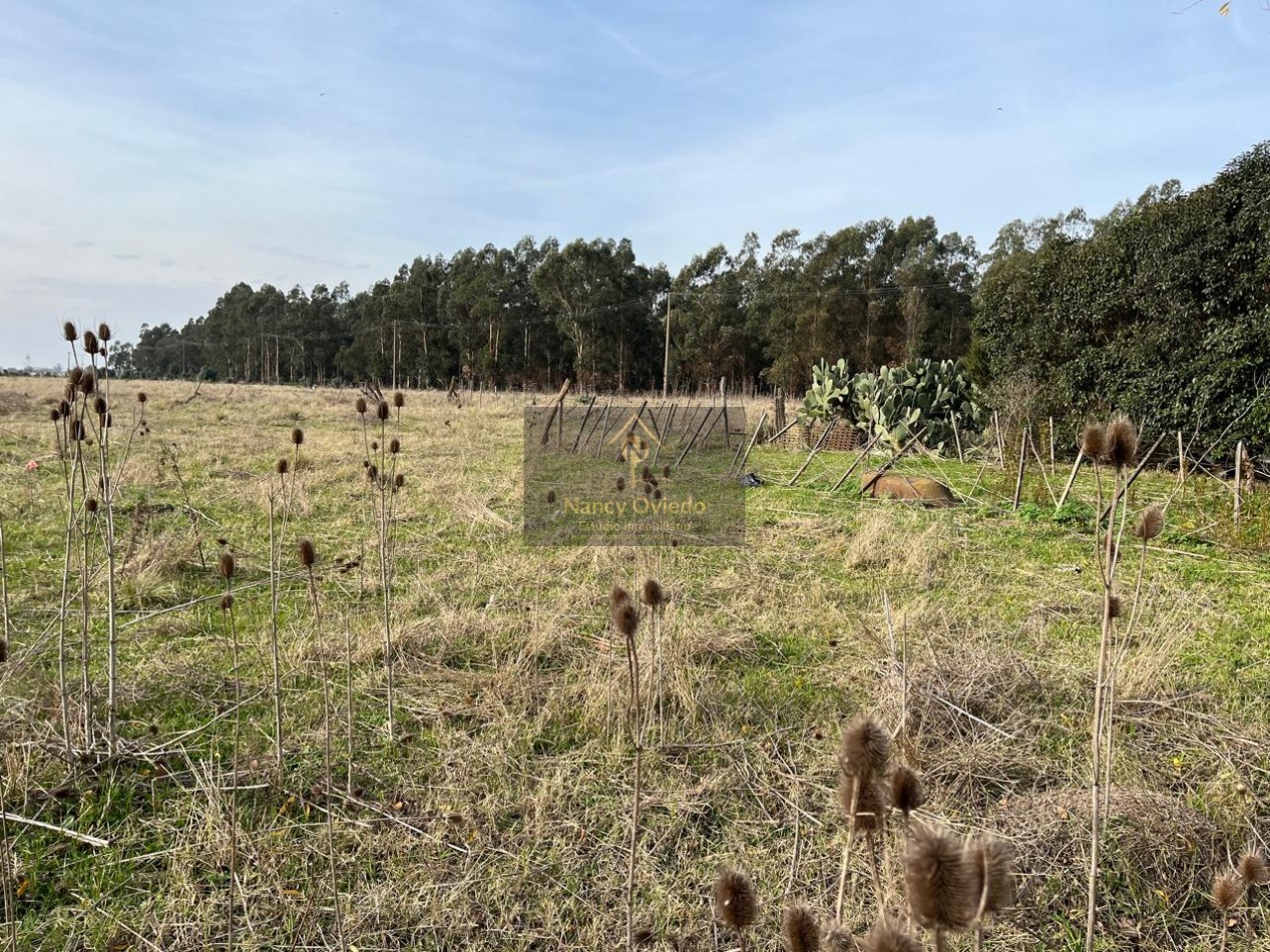 CAMPO DE POCO MAS DE 5 HECTAREAS EN MAR DEL PLATA VENDE, PERMUTA Y FINANCIA